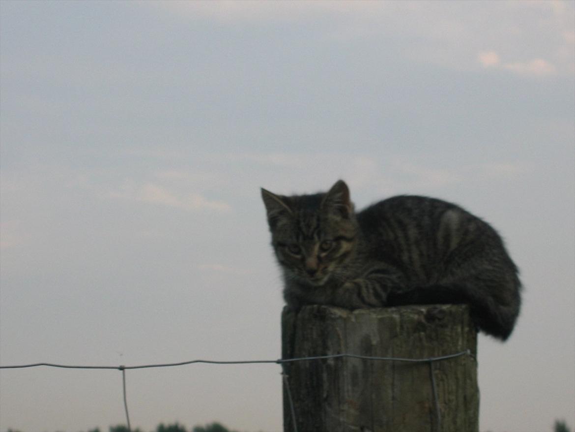 Huskat Koneco billede 15