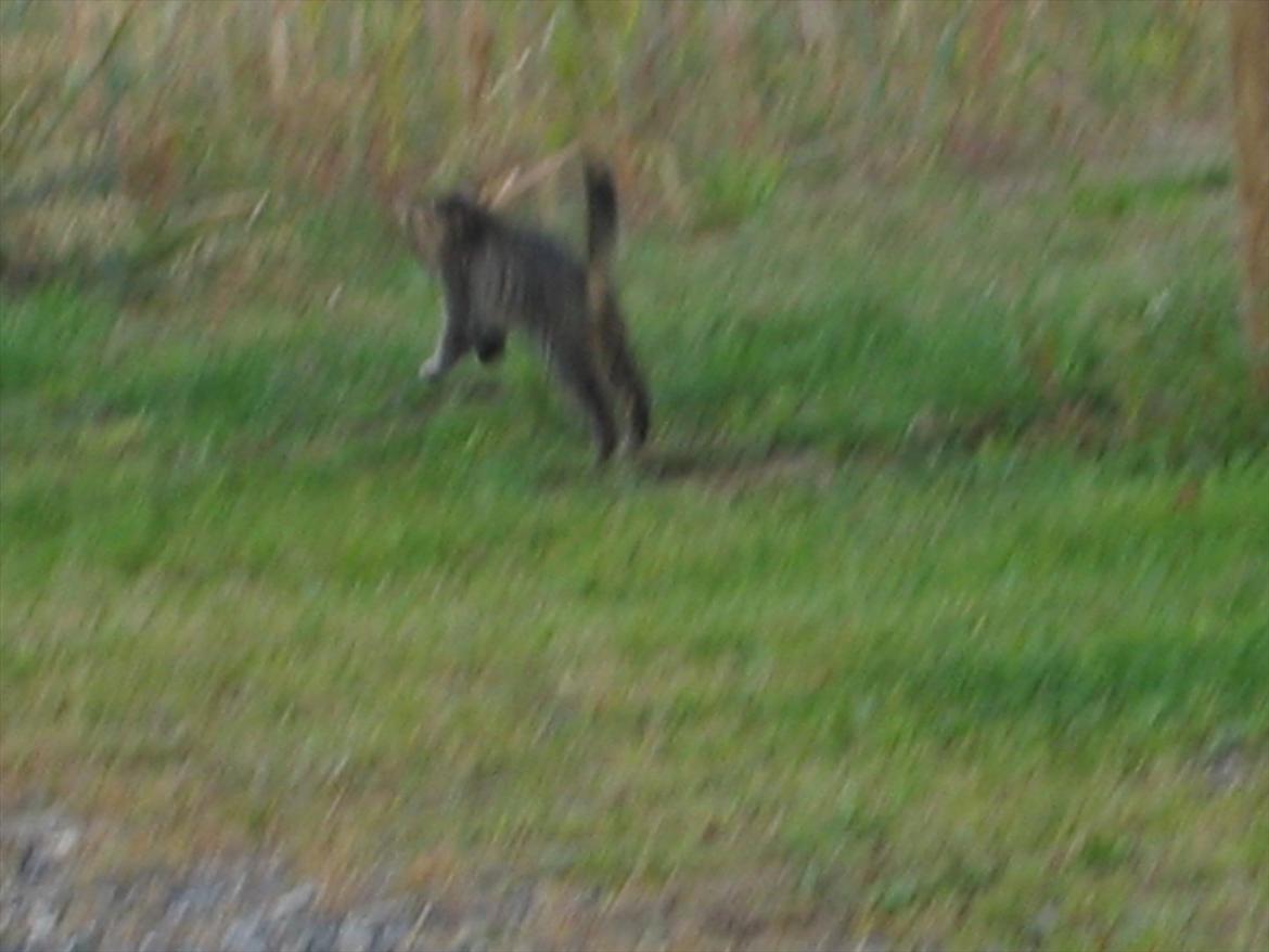 Huskat Koneco billede 16