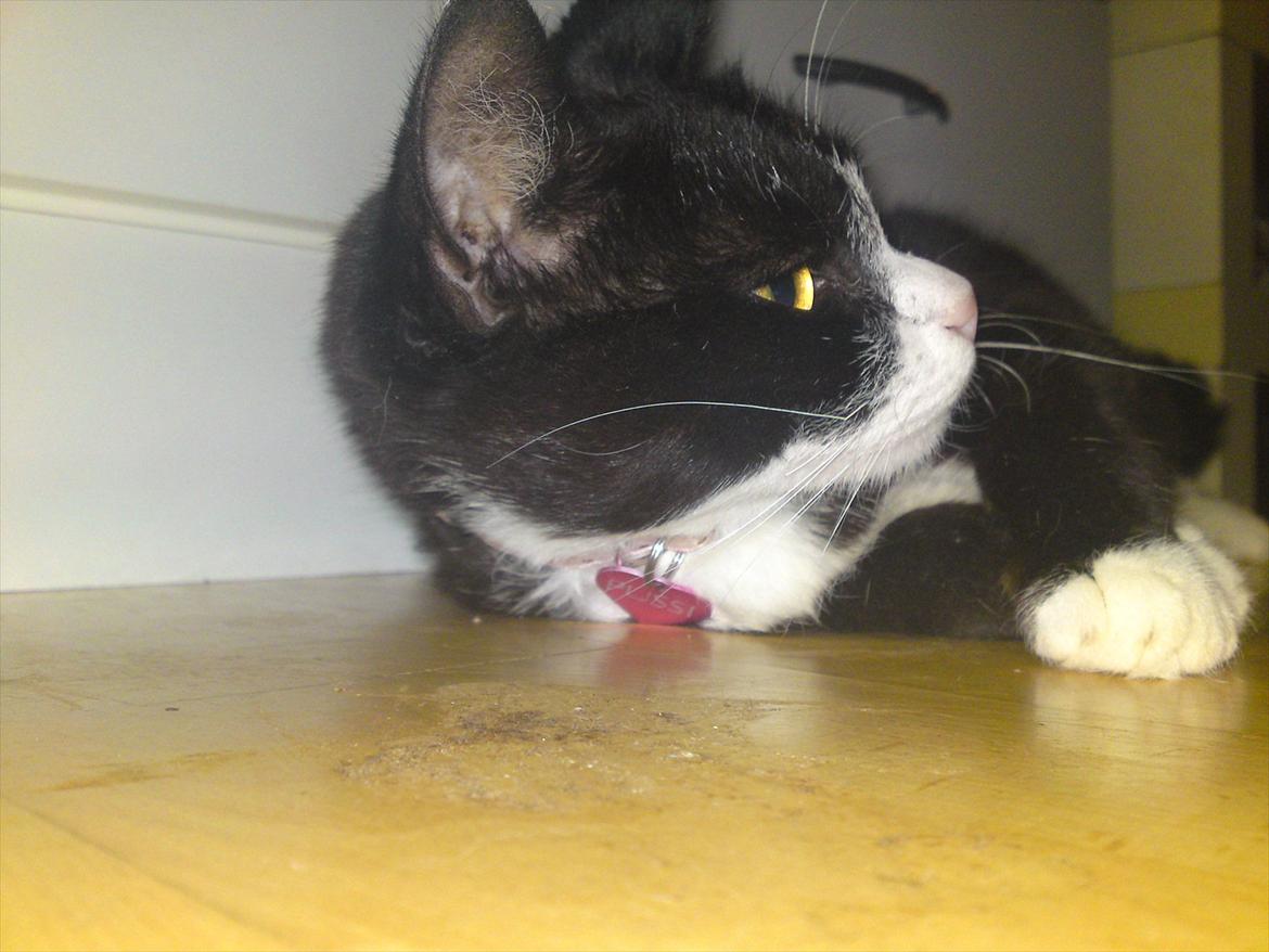 Huskat Pussi [FORSVUNDET] billede 13