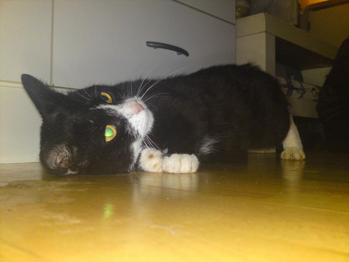 Huskat Pussi [FORSVUNDET] billede 14