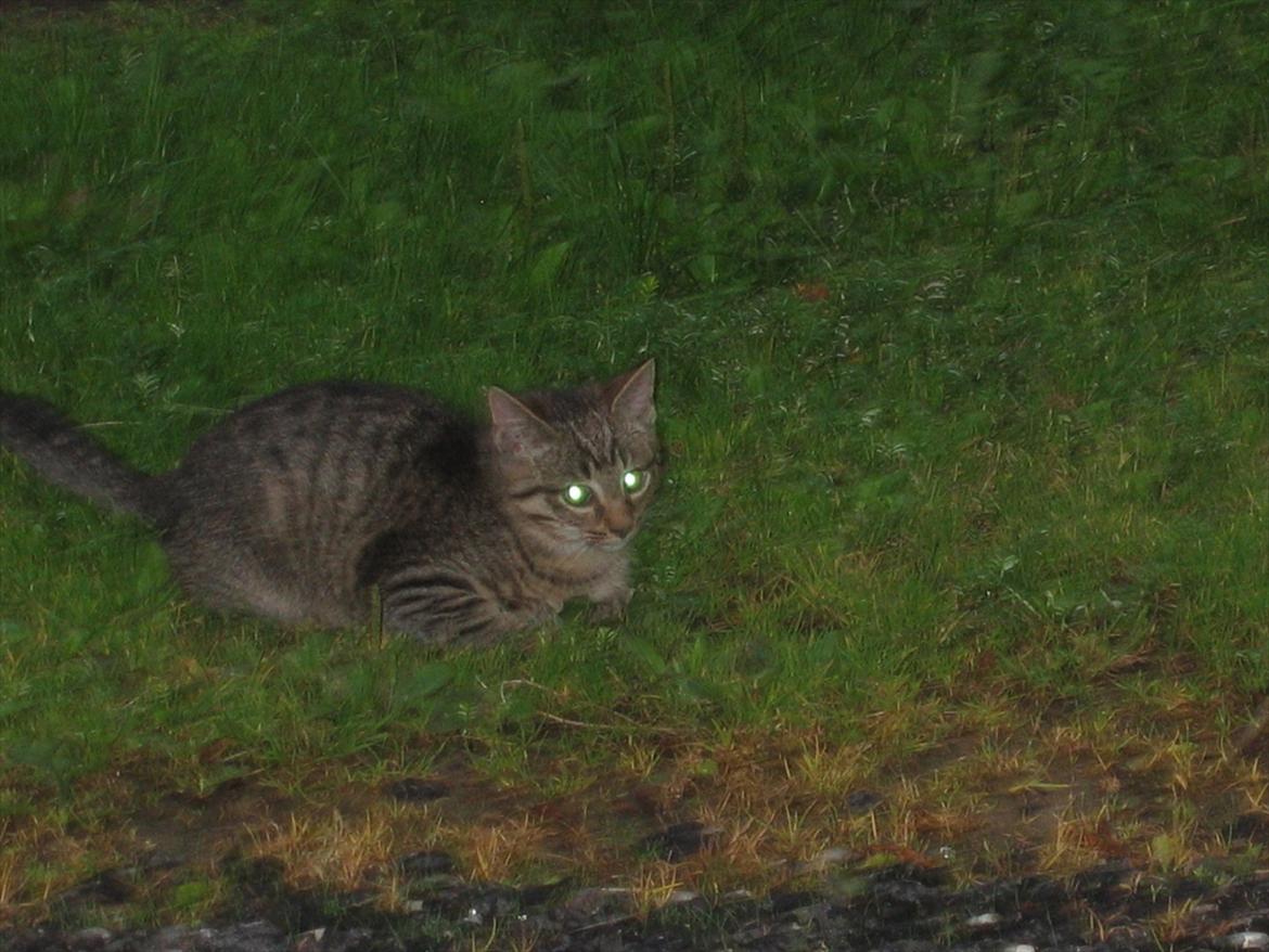 Huskat Koneco billede 18