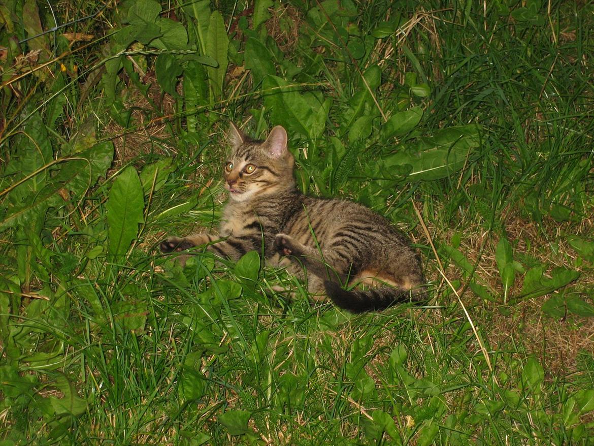 Huskat Koneco billede 19