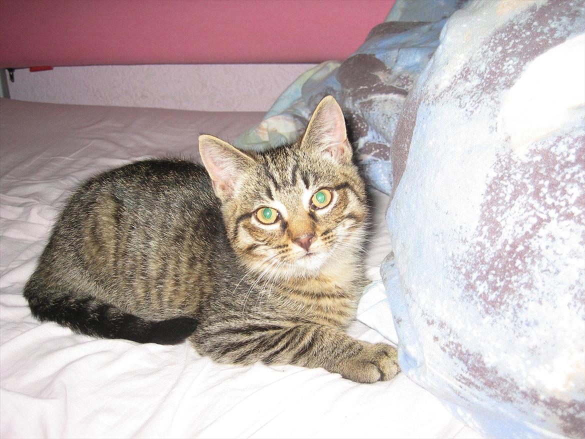 Huskat Koneco billede 2