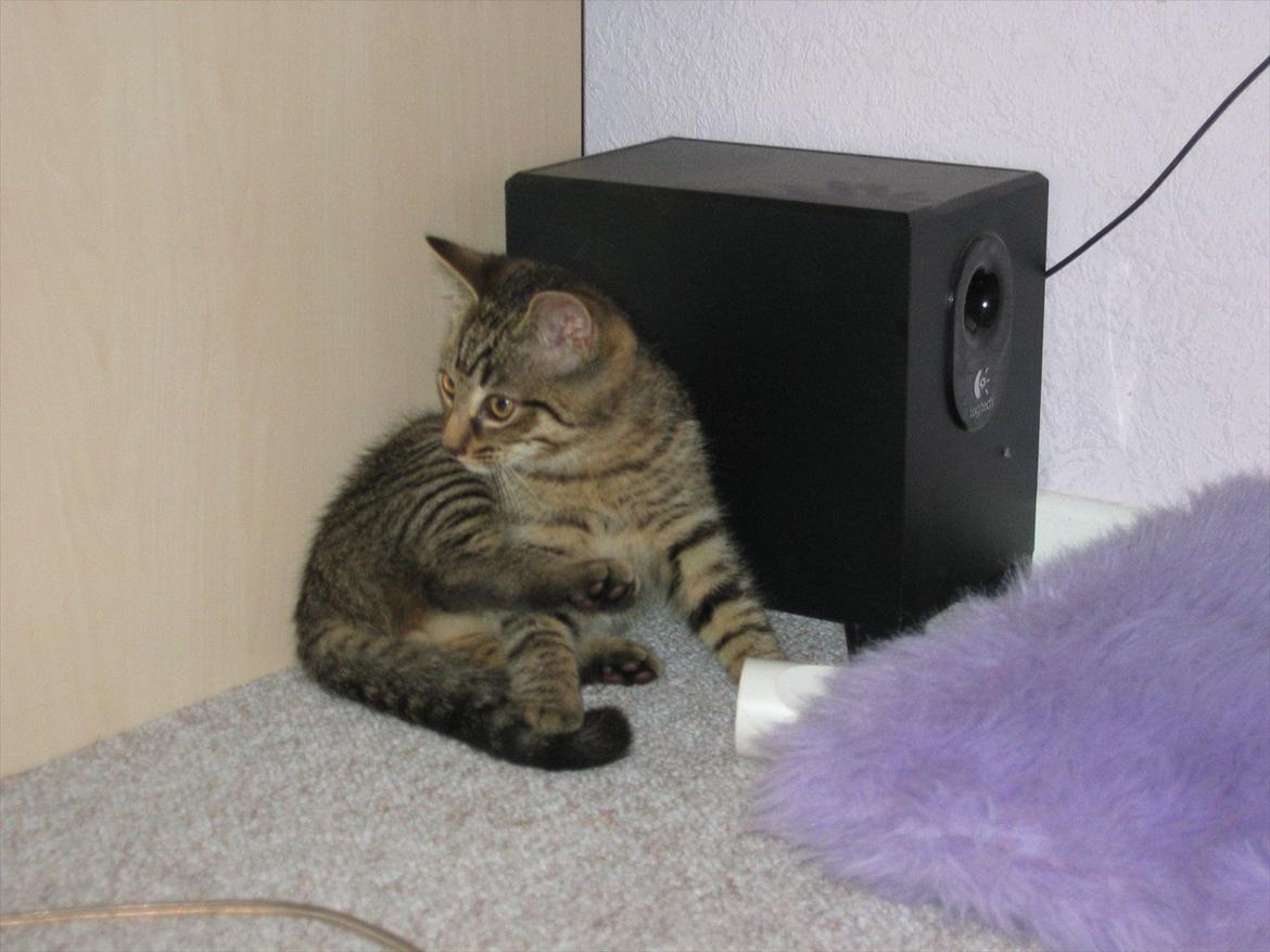 Huskat Koneco billede 5