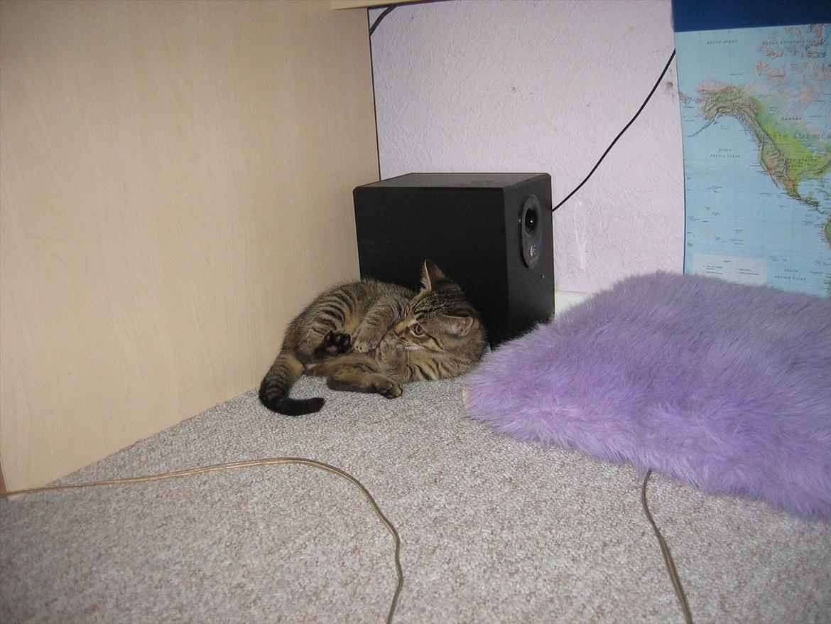 Huskat Koneco billede 6