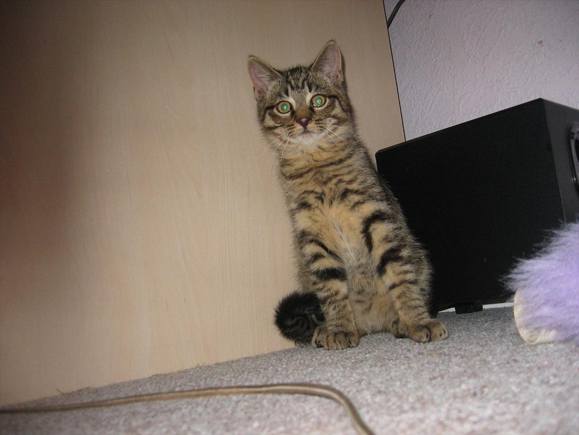 Huskat Koneco billede 4