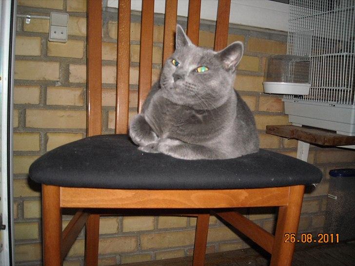 Huskat Sheeba billede 3