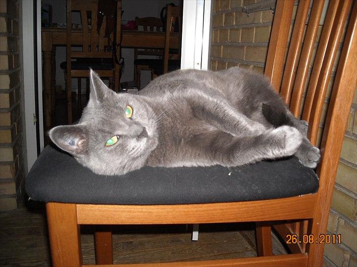 Huskat Sheeba billede 4