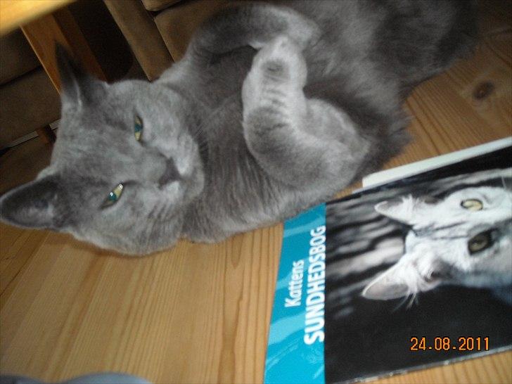 Huskat Sheeba billede 5