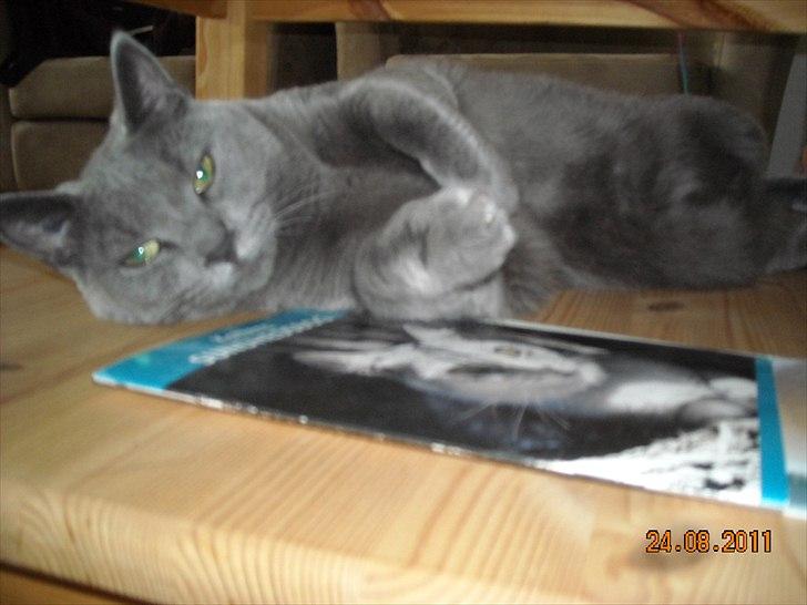 Huskat Sheeba billede 6