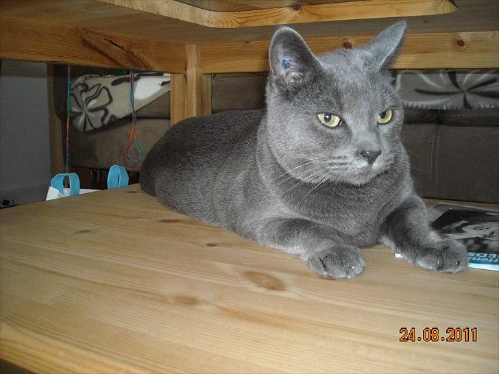 Huskat Sheeba billede 7