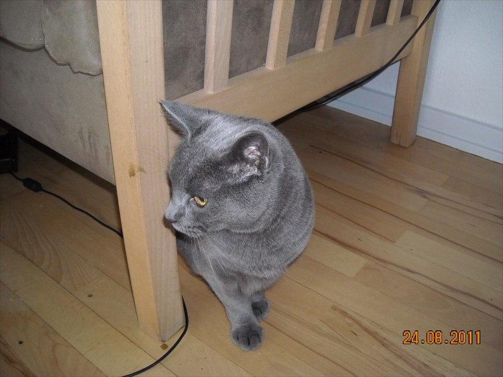 Huskat Sheeba billede 9