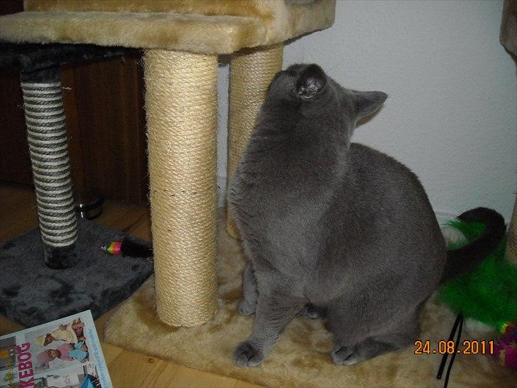 Huskat Sheeba billede 10