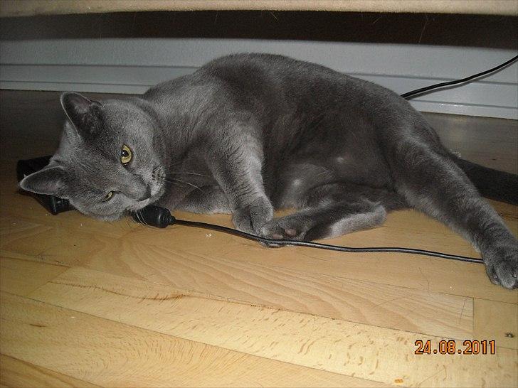 Huskat Sheeba billede 11