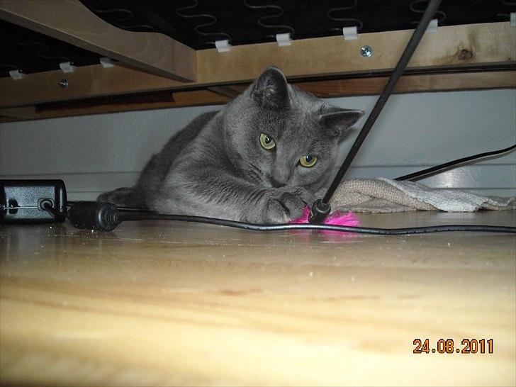 Huskat Sheeba billede 12