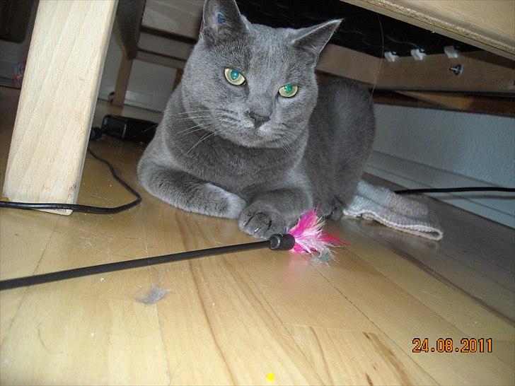 Huskat Sheeba billede 13