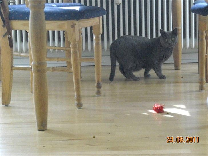 Huskat Sheeba billede 14