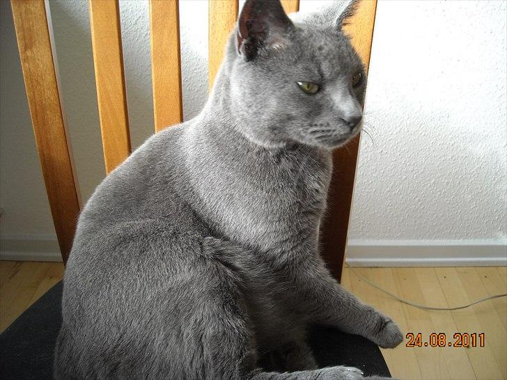 Huskat Sheeba billede 15