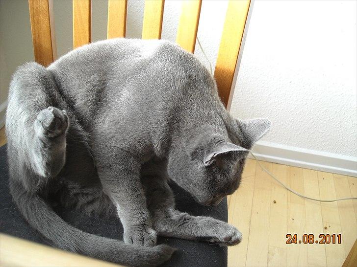 Huskat Sheeba billede 16