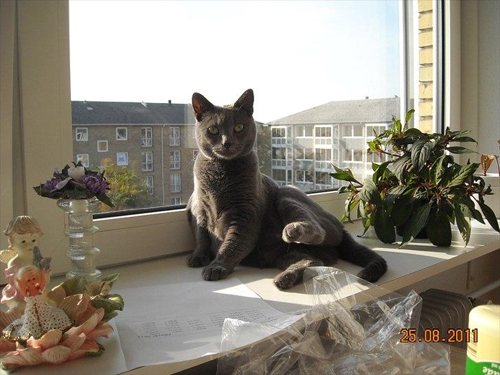 Huskat Sheeba billede 2