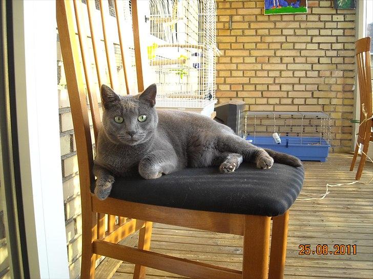 Huskat Sheeba billede 17