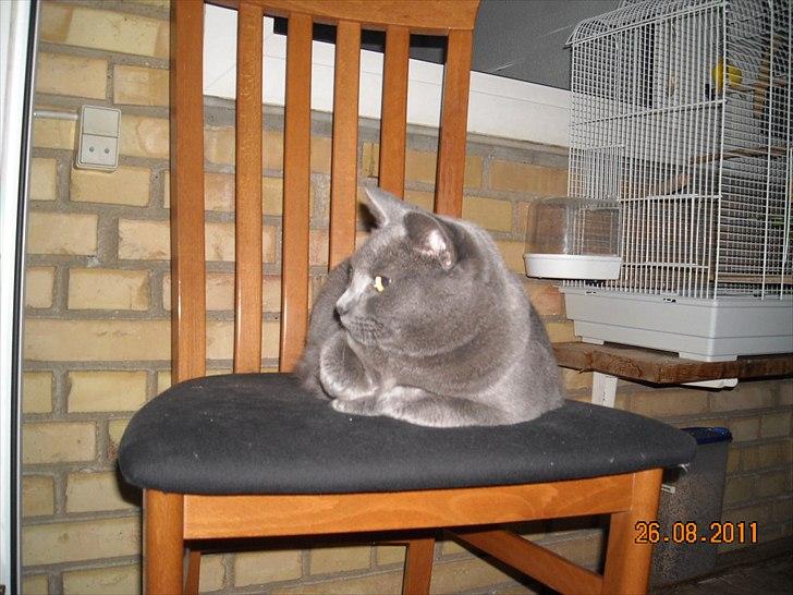 Huskat Sheeba billede 18