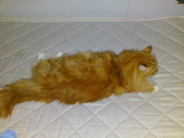 Huskat rasmus - søde rasmus billede 1