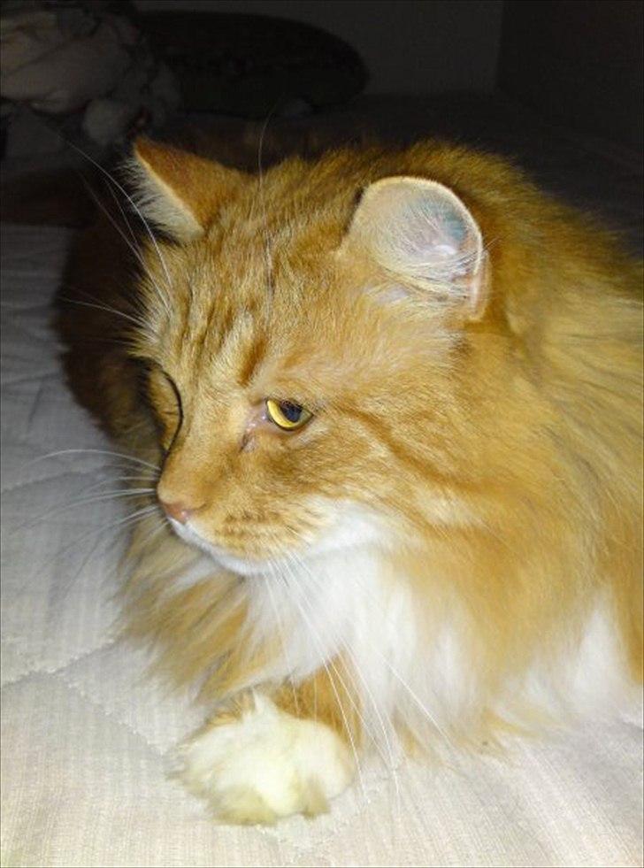 Huskat rasmus - Hans smukke hoved billede 2