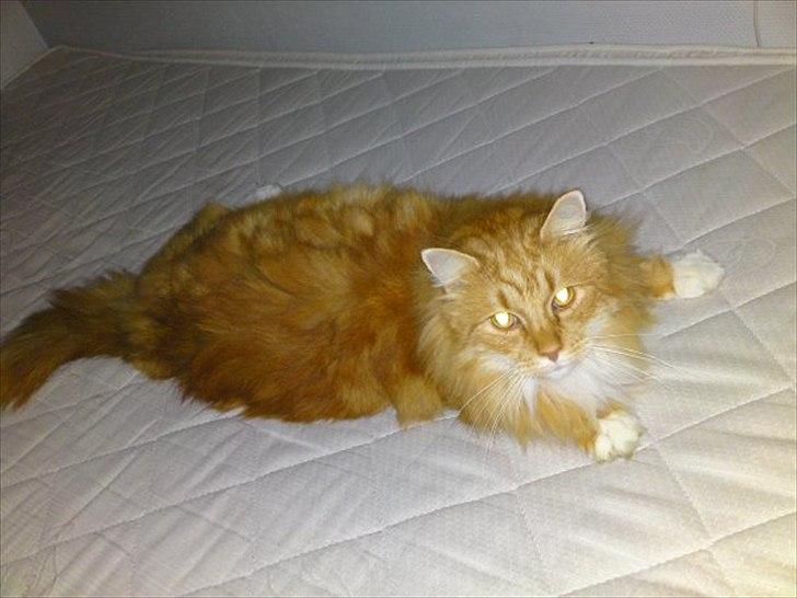 Huskat rasmus - HVADDD billede 3