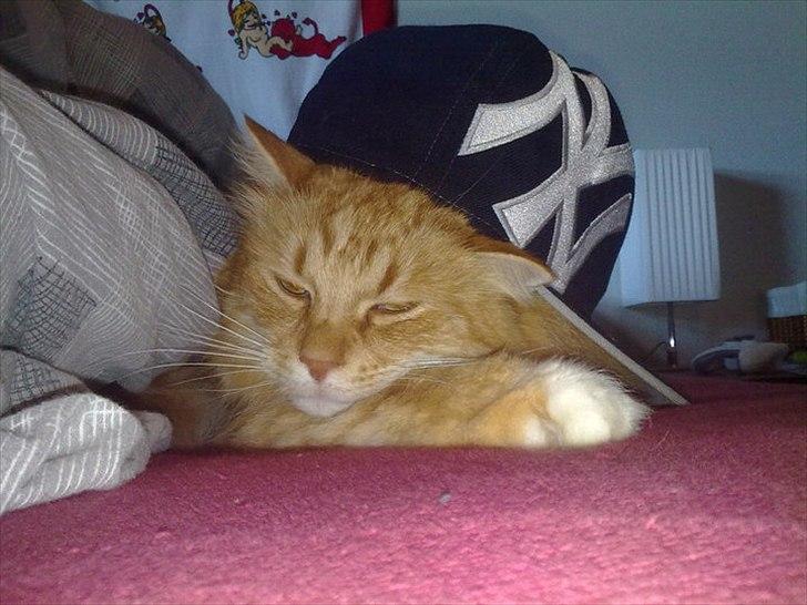 Huskat rasmus - gangsterkat billede 4