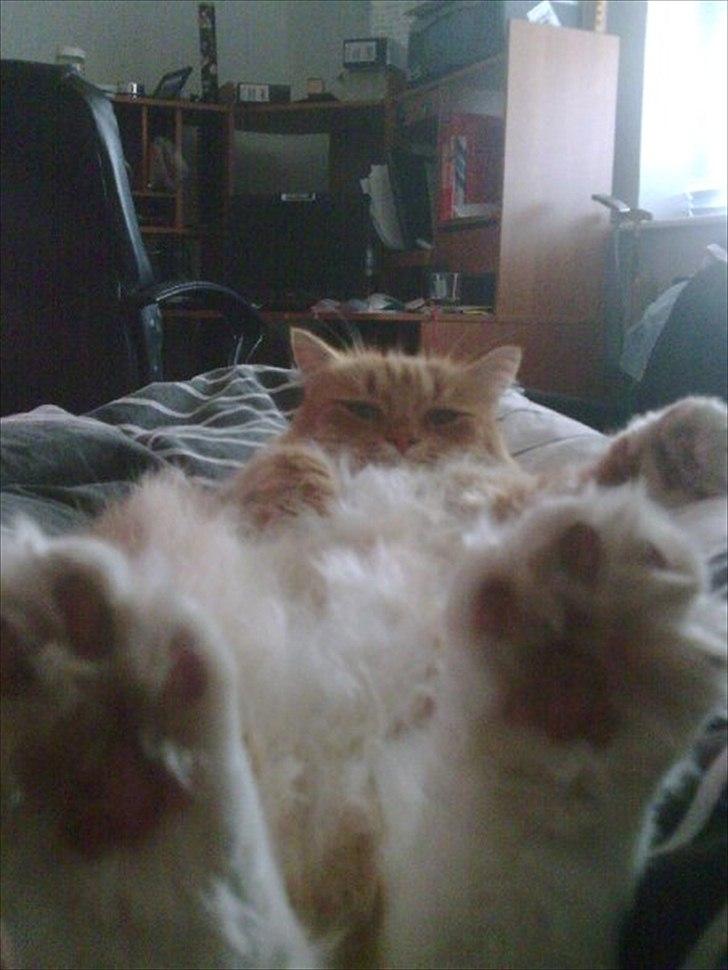 Huskat rasmus - Hvaddd har jeg store fødder??? billede 5