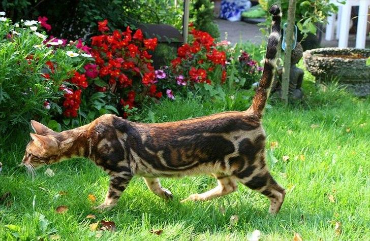 Bengal Miss Sparrow billede 2
