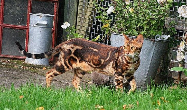 Bengal Miss Sparrow billede 1