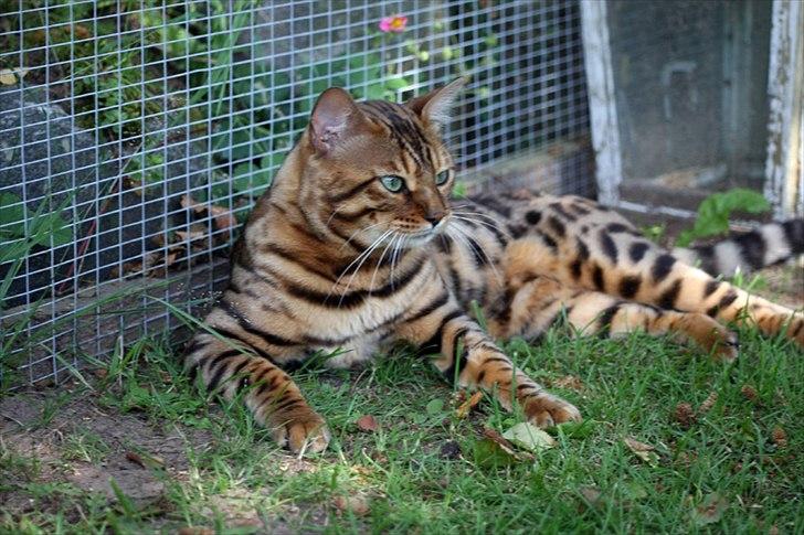 Bengal Black Eagel billede 1