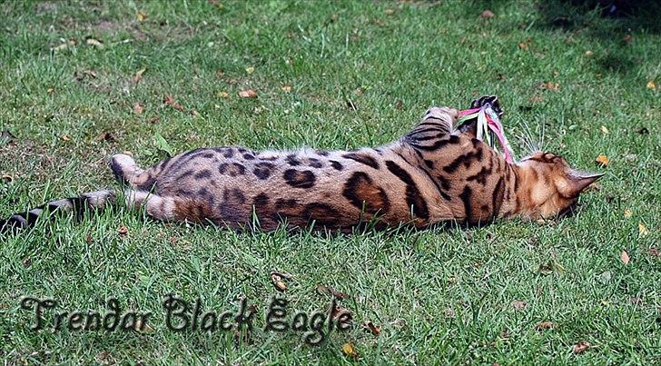 Bengal Black Eagel billede 2