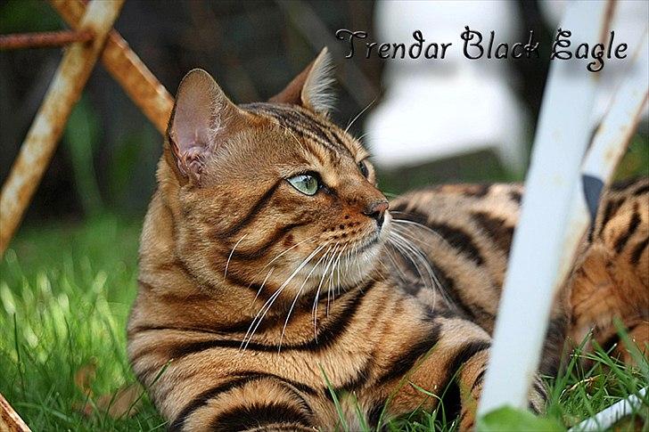 Bengal Black Eagel billede 5