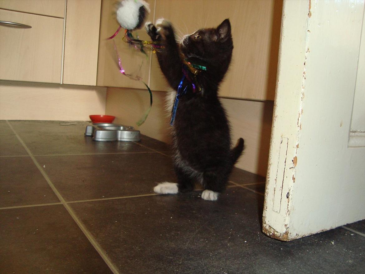 Huskat Mini mis aka Tromle aka luksusdyret<3 R.I.P.  billede 8