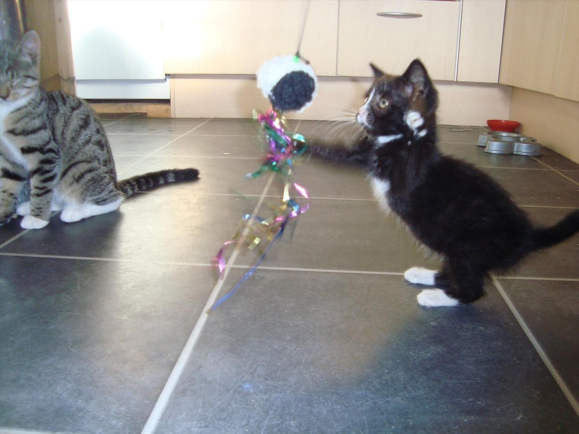 Huskat Mini mis aka Tromle aka luksusdyret<3 R.I.P.  billede 9