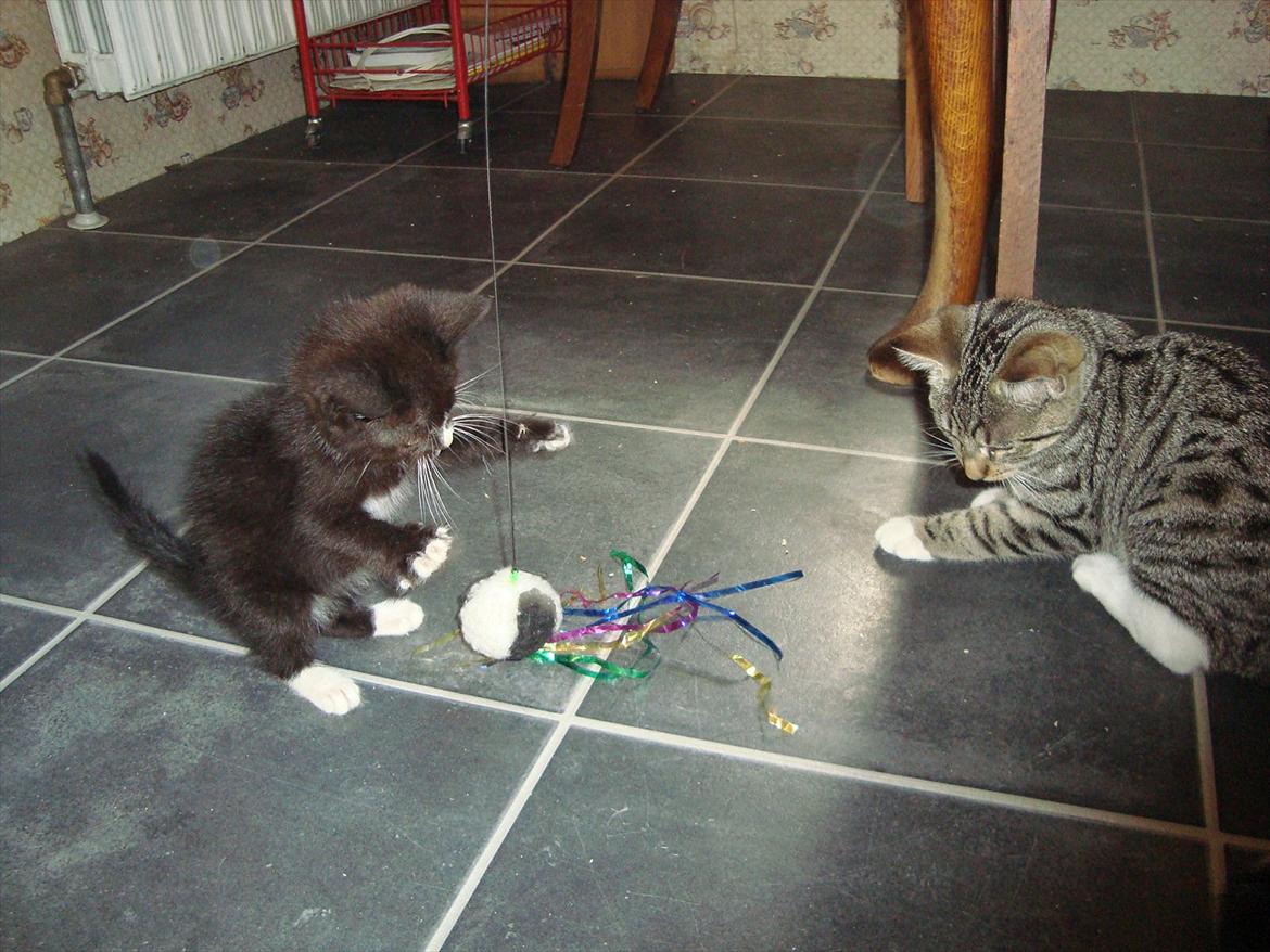 Huskat Mini mis aka Tromle aka luksusdyret<3 R.I.P.  billede 10