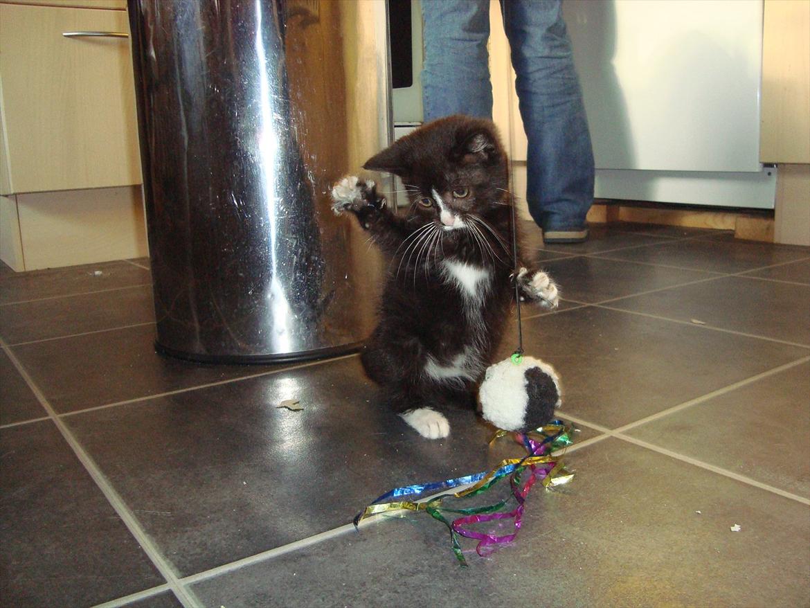 Huskat Mini mis aka Tromle aka luksusdyret<3 R.I.P.  billede 11