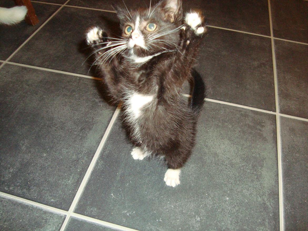 Huskat Mini mis aka Tromle aka luksusdyret<3 R.I.P.  billede 12