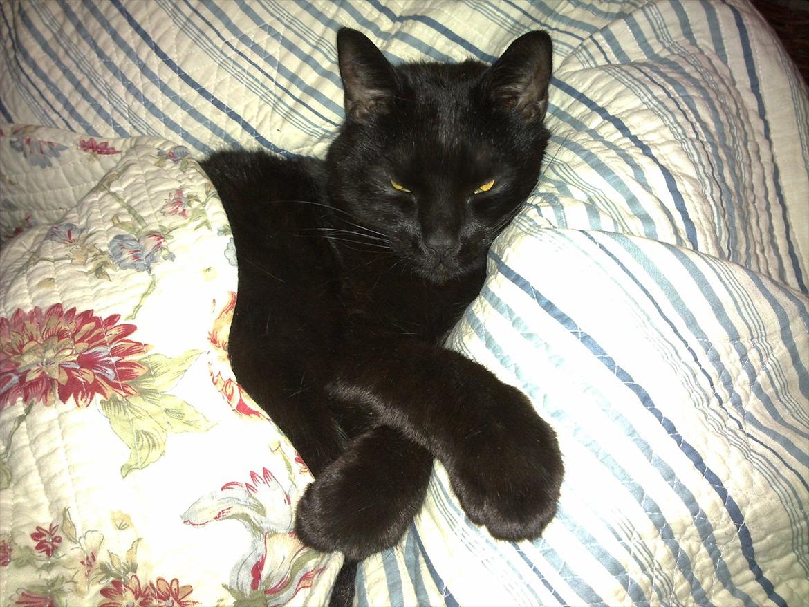 Huskat fidel billede 3