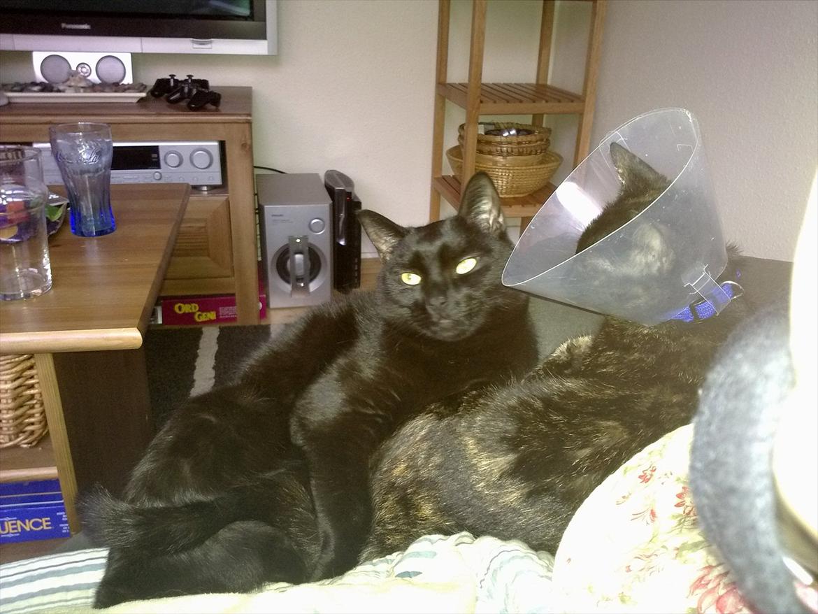 Huskat fidel billede 5