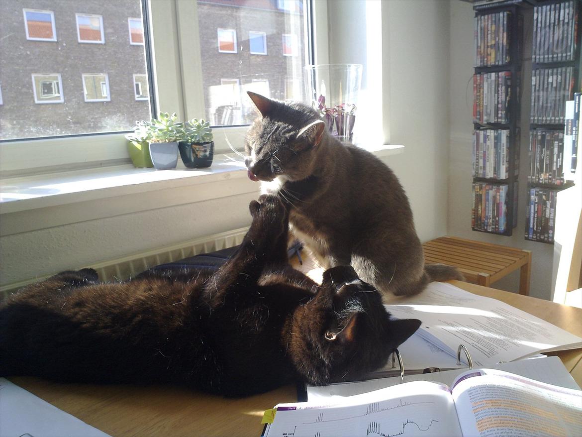 Huskat fidel billede 7