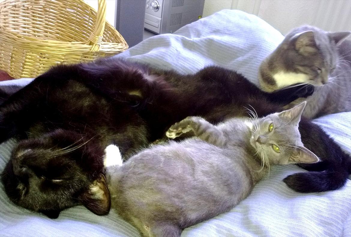 Huskat fidel - fidel og castro hygger med putte vores lille plejekat :) billede 9