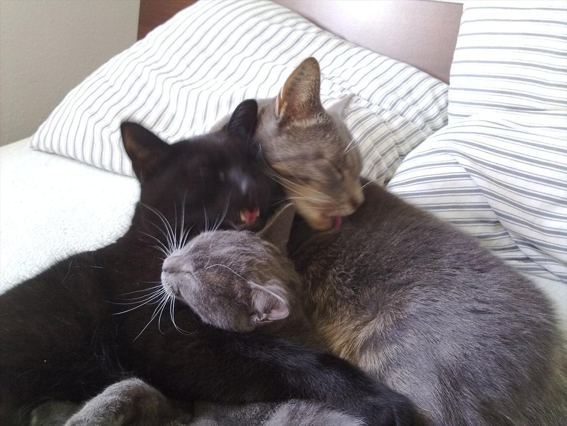 Huskat fidel billede 10