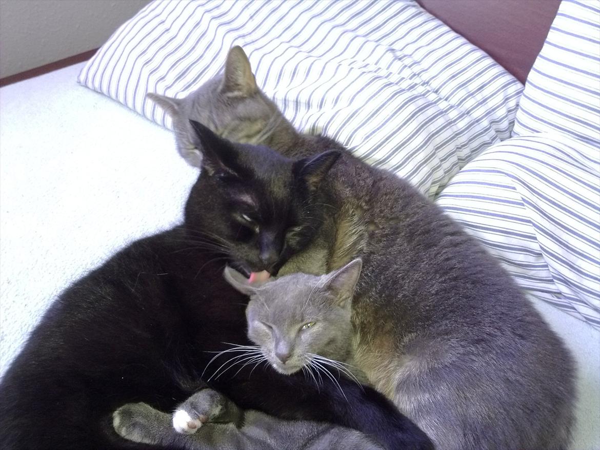 Huskat fidel billede 11