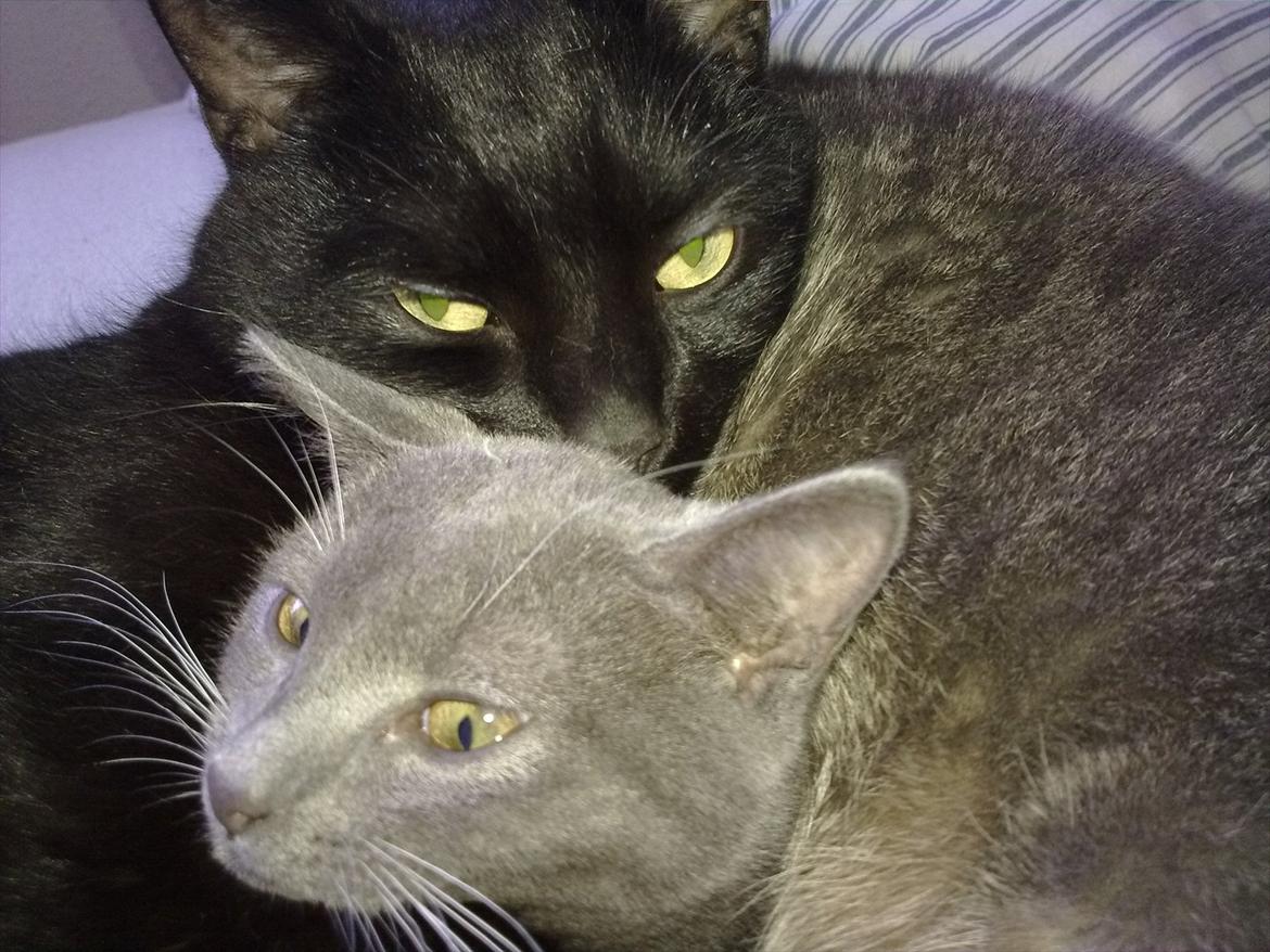 Huskat fidel billede 12