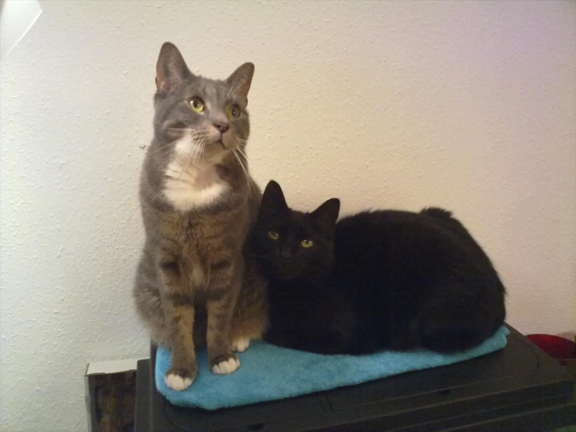 Huskat Castro billede 7