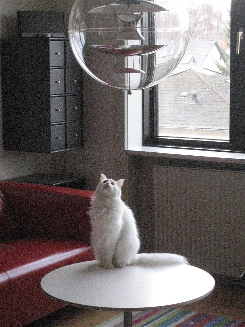 Maine Coon Missy Mille billede 2